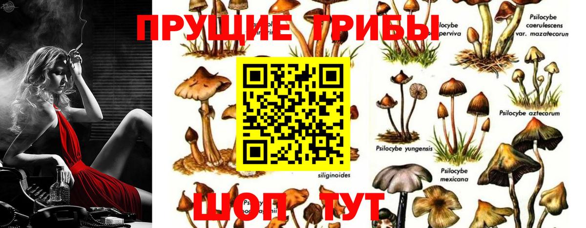 Новороссийск  Псилоцибиновые грибы Magic Shrooms  Галлюциногенные грибы Magic Shrooms  Вход с VPN 